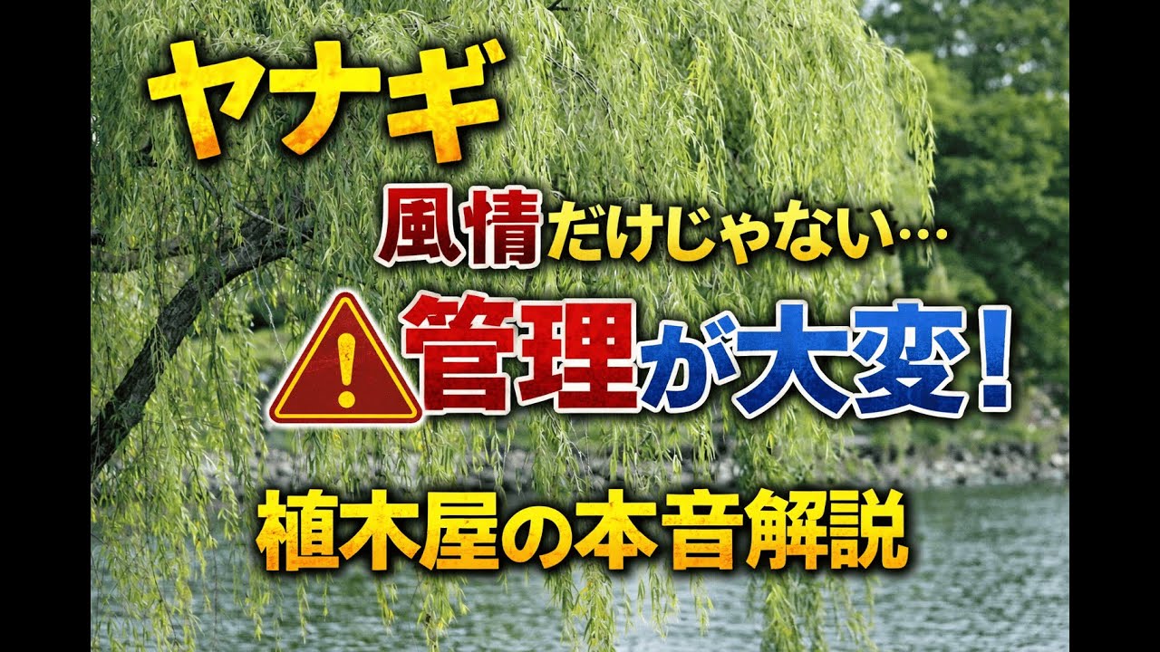 ヤナギ（柳）　#樹木