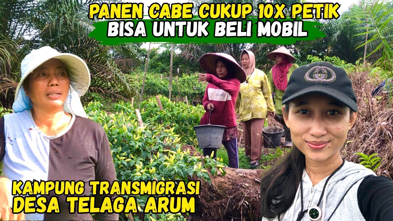 PETANI CABE ASAL JAWA SUKSES BERTANI CABE DI TRANSMIGRASI KALIMANTAN