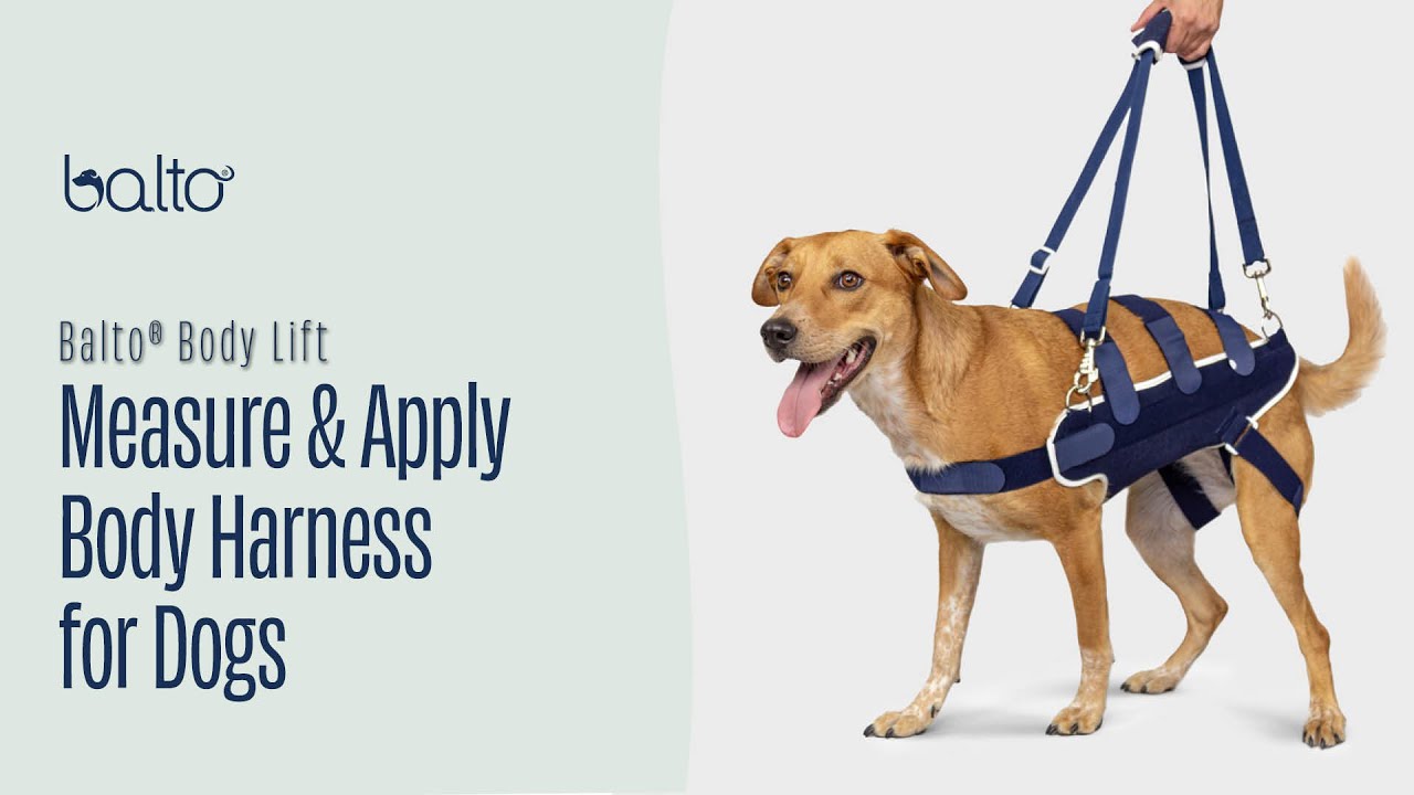 How To Measure and Apply a Full Body Brace on A Dog