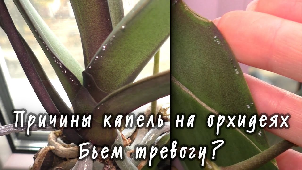 Липкие капли -КЛЕЩ, ВРЕДИТЕЛИ!? БЕЗ ПАНИКИ! ПОЧЕМУ ОРХИДЕЯ 