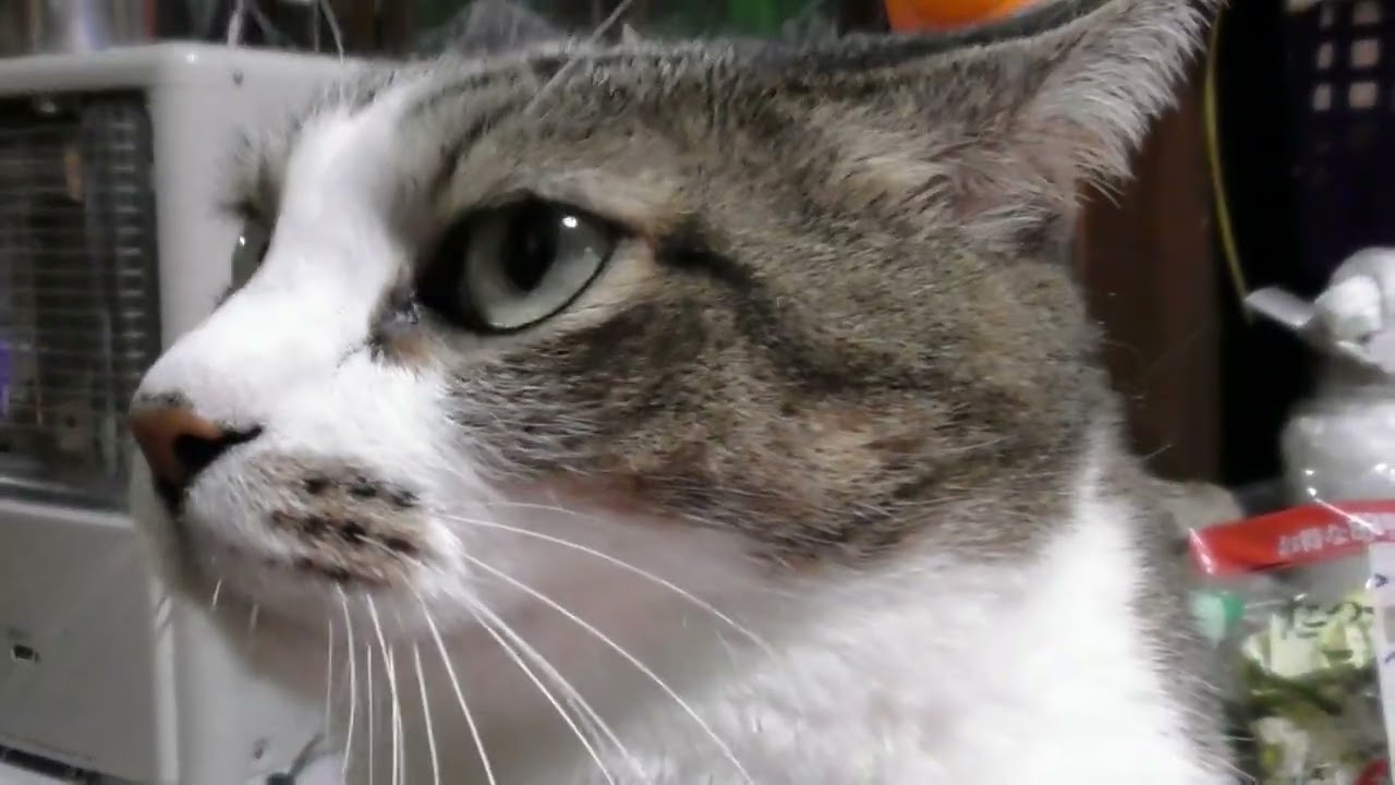 じゃれてくる（ポン子）にあまあまな（こうちゃん）　202402B2