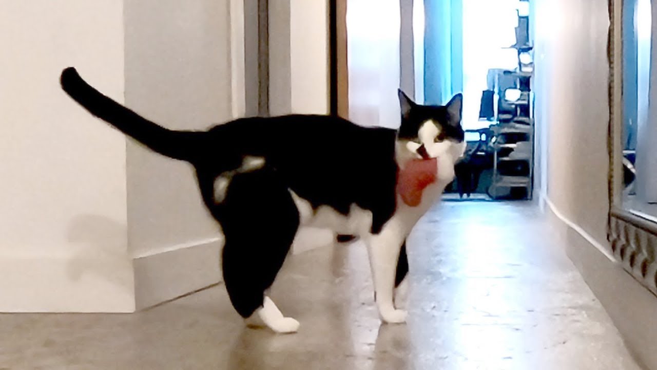 What does my cat do when I'm gone?