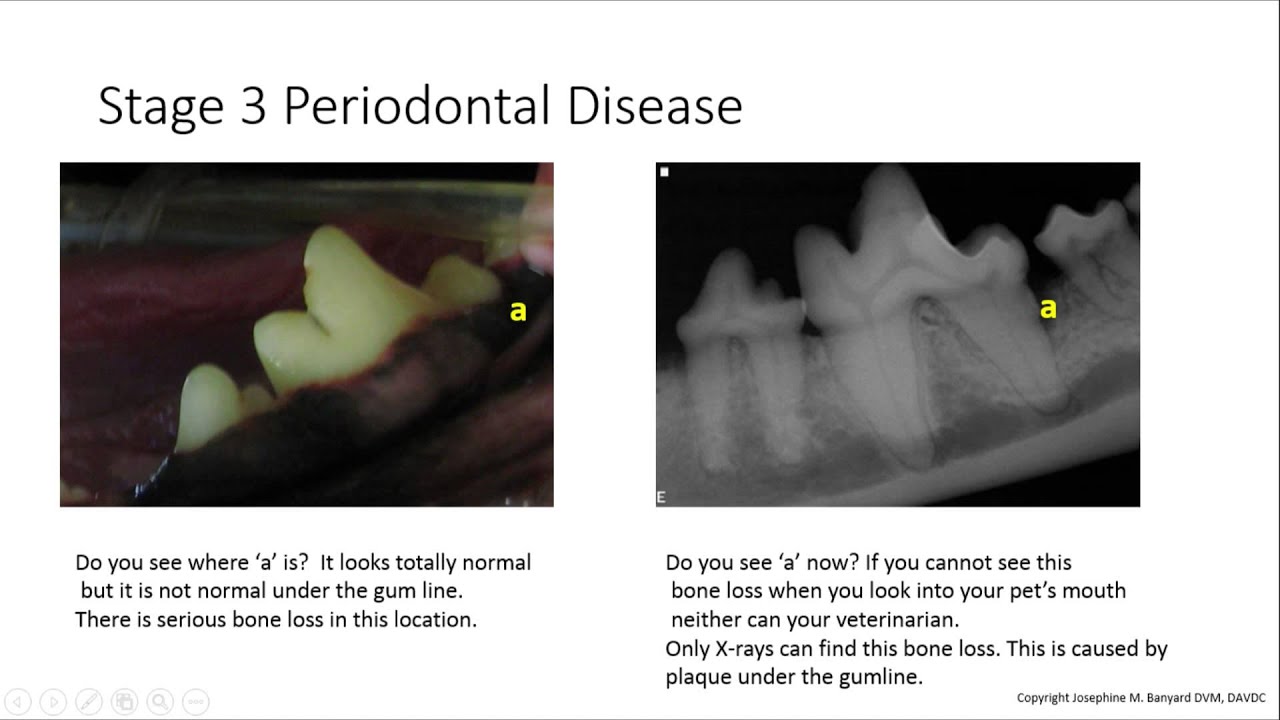 Dentistry For Pet Owners 101: What do the 5 stages of Periodontal Disease look like in a Dog?