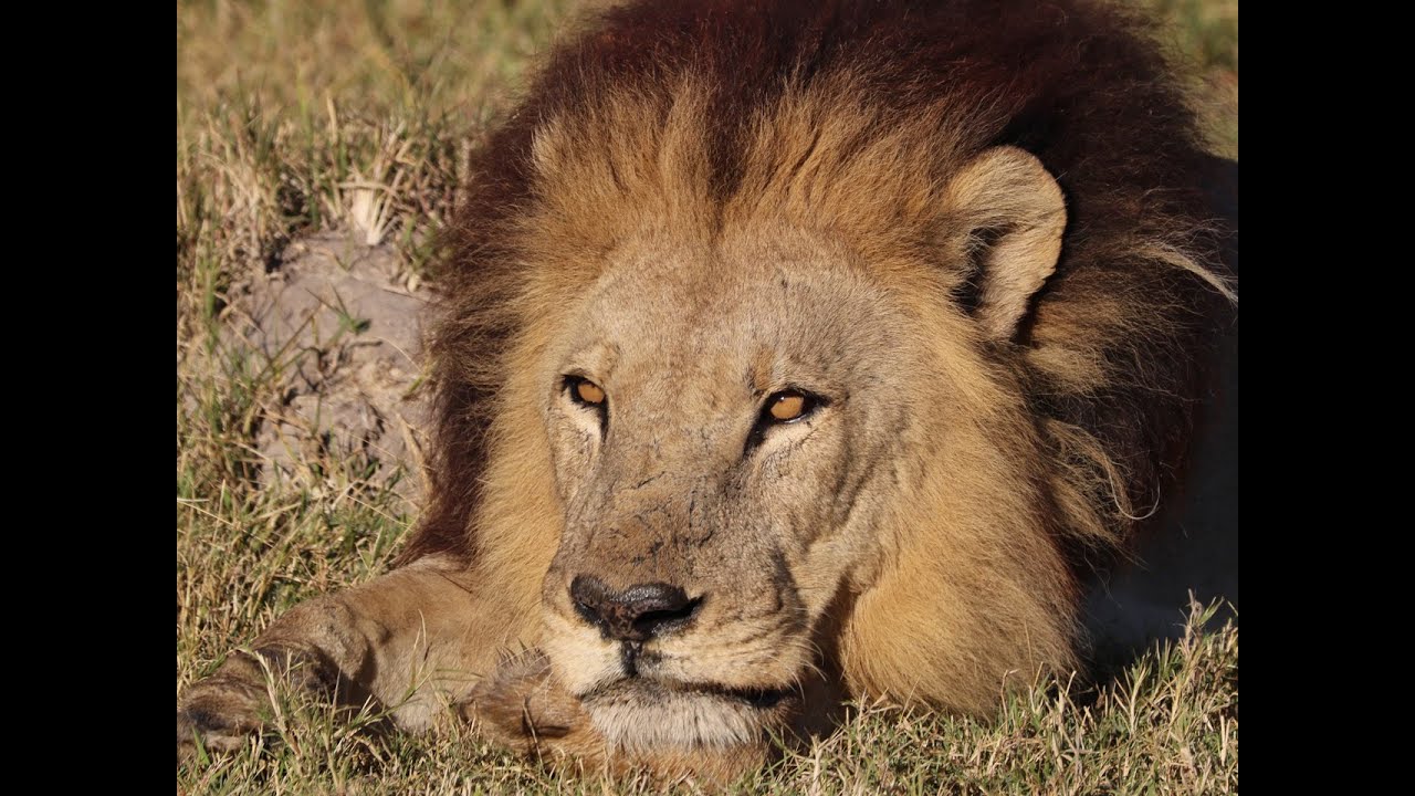 Okavango Delta (Botswana) in May 2018
