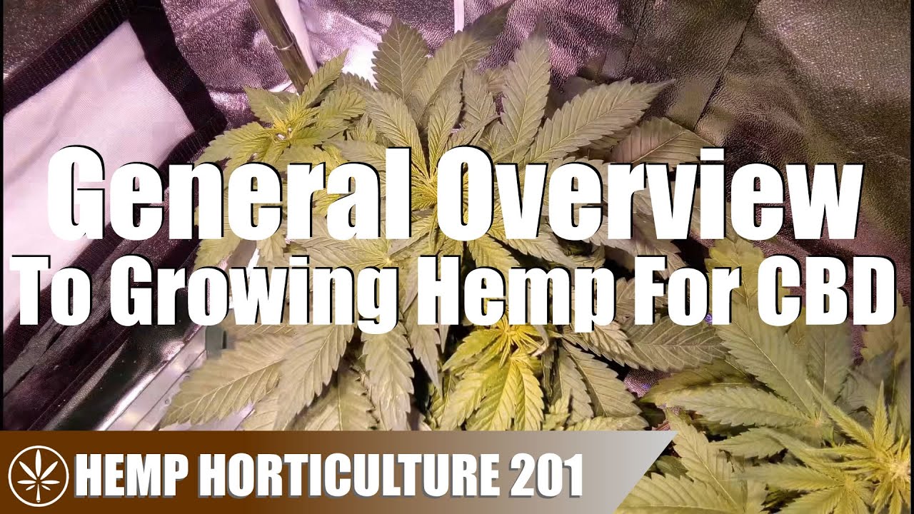 A General Overview Of How To Grow Hemp For CBD