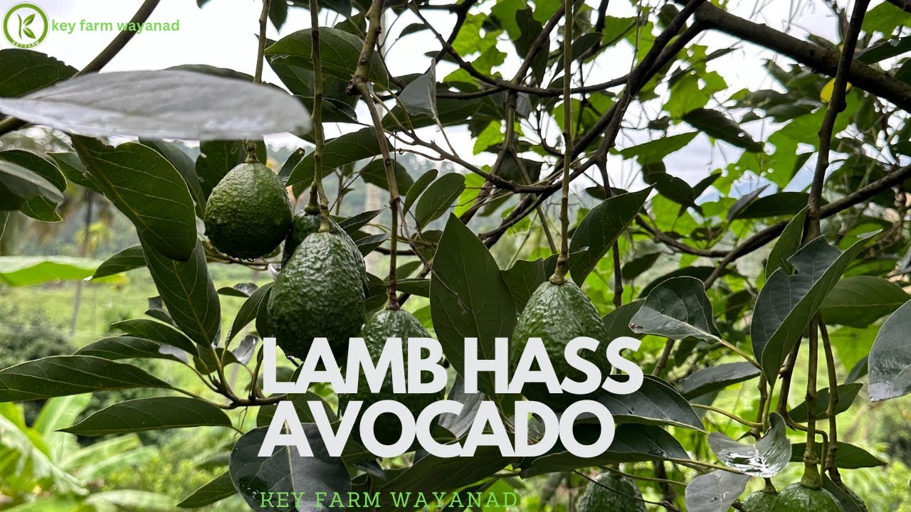 Lamb hass Avocdo @keyfarmwayanad
