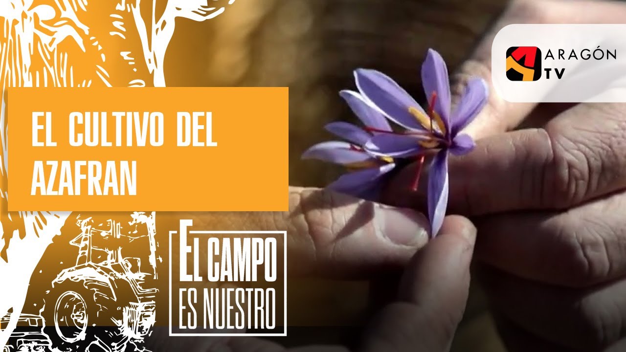 Explicación del cultivo del azafrán