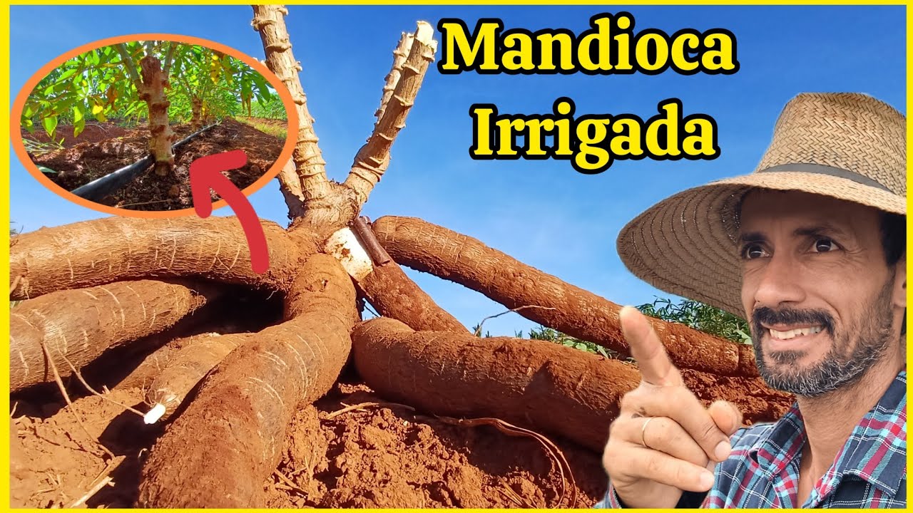 Mandioca macaxeira Irrigada alta produtividade #Mandioca.