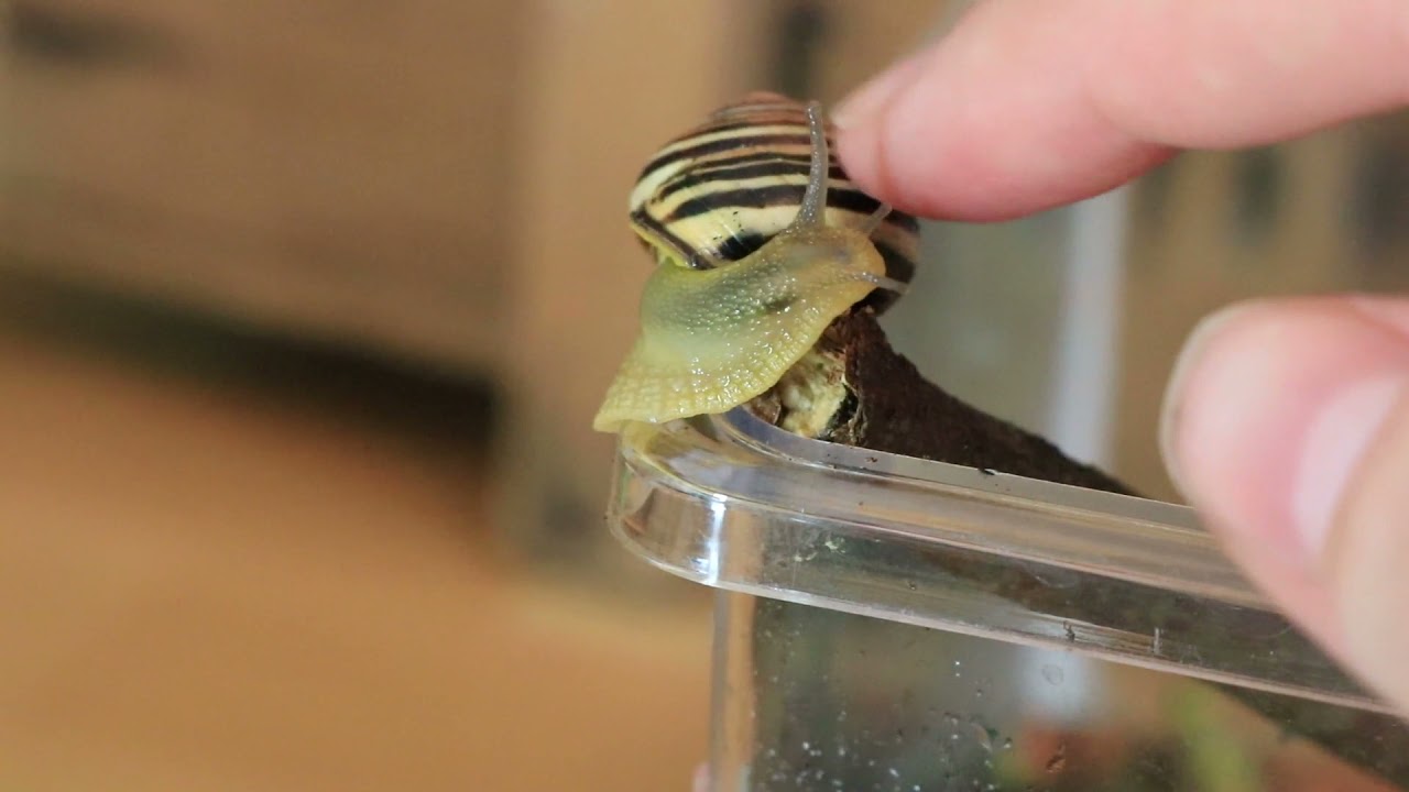 Interaction | Petting A Snail | Cute Grove Snail