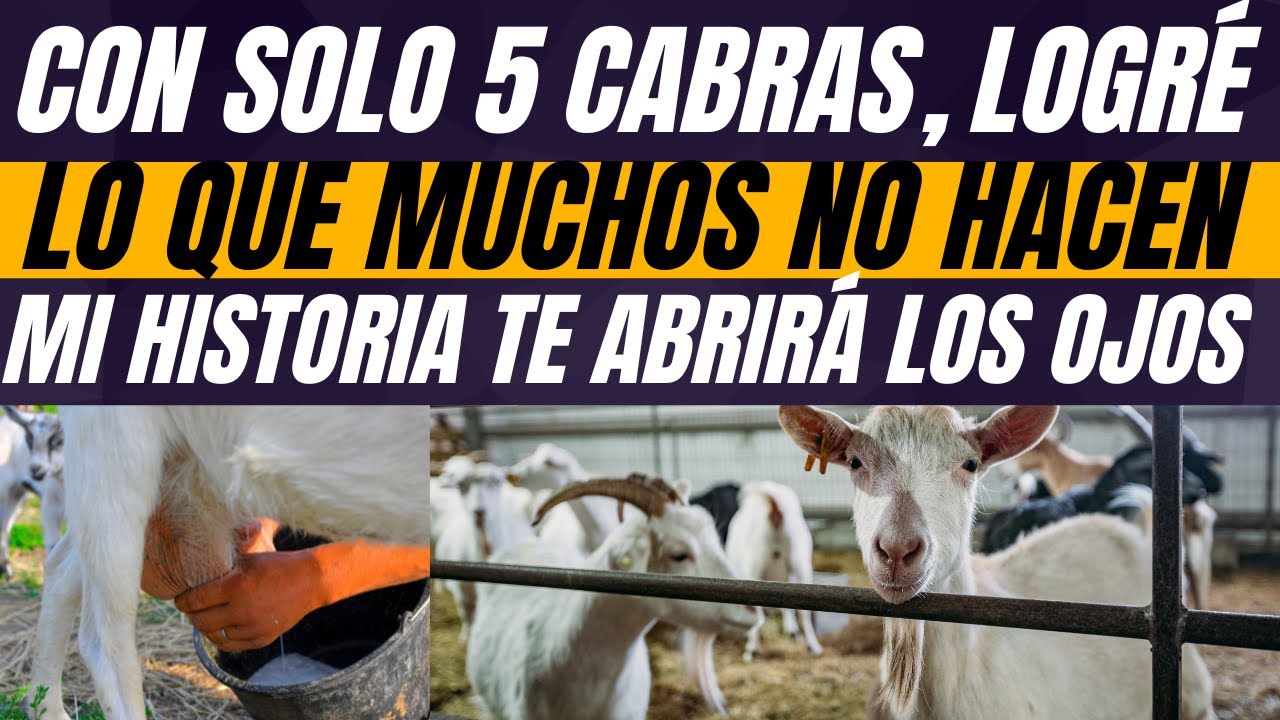 Con solo 5 cabras, logr&eacute; lo que muchos no hacen con una granja completa  ganar todos los d&iacute;as