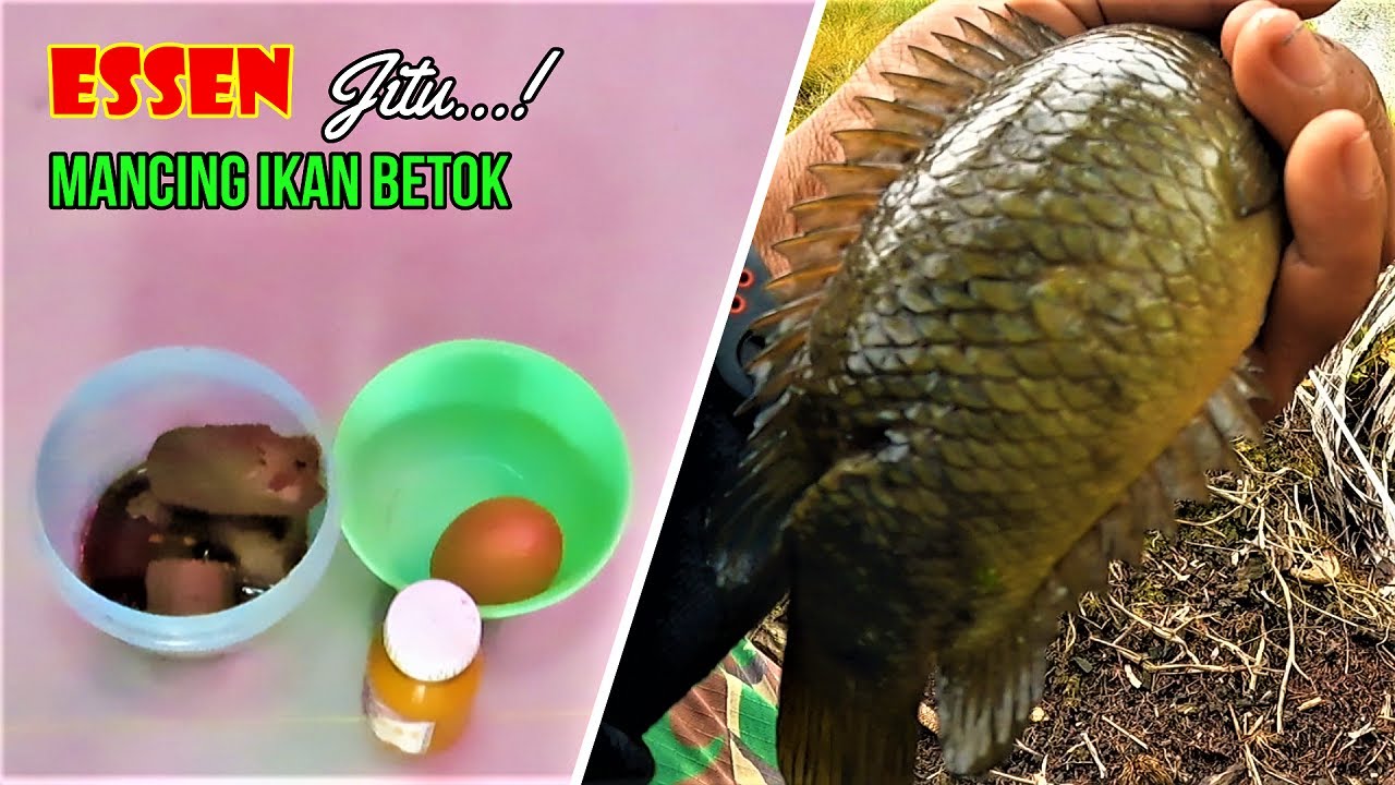 Ramuan Terbaru !!! Essen Untuk Mancing Ikan Betok Rawa