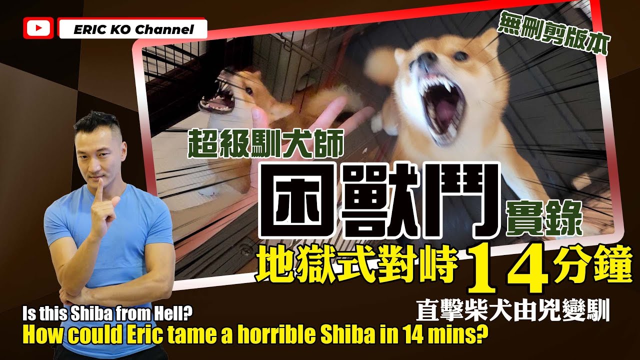 超級馴犬師困獸鬥實錄👹地獄式對峙14分鐘直擊柴犬由兇變馴 Is this Shiba from Hell 😈How could Eric tame a horrible Shiba in 14mins