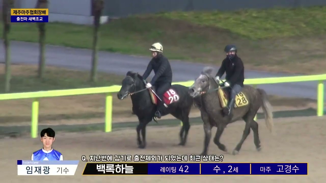 [제주 경마] 제주마주협회장배 새벽조교 & 인터뷰