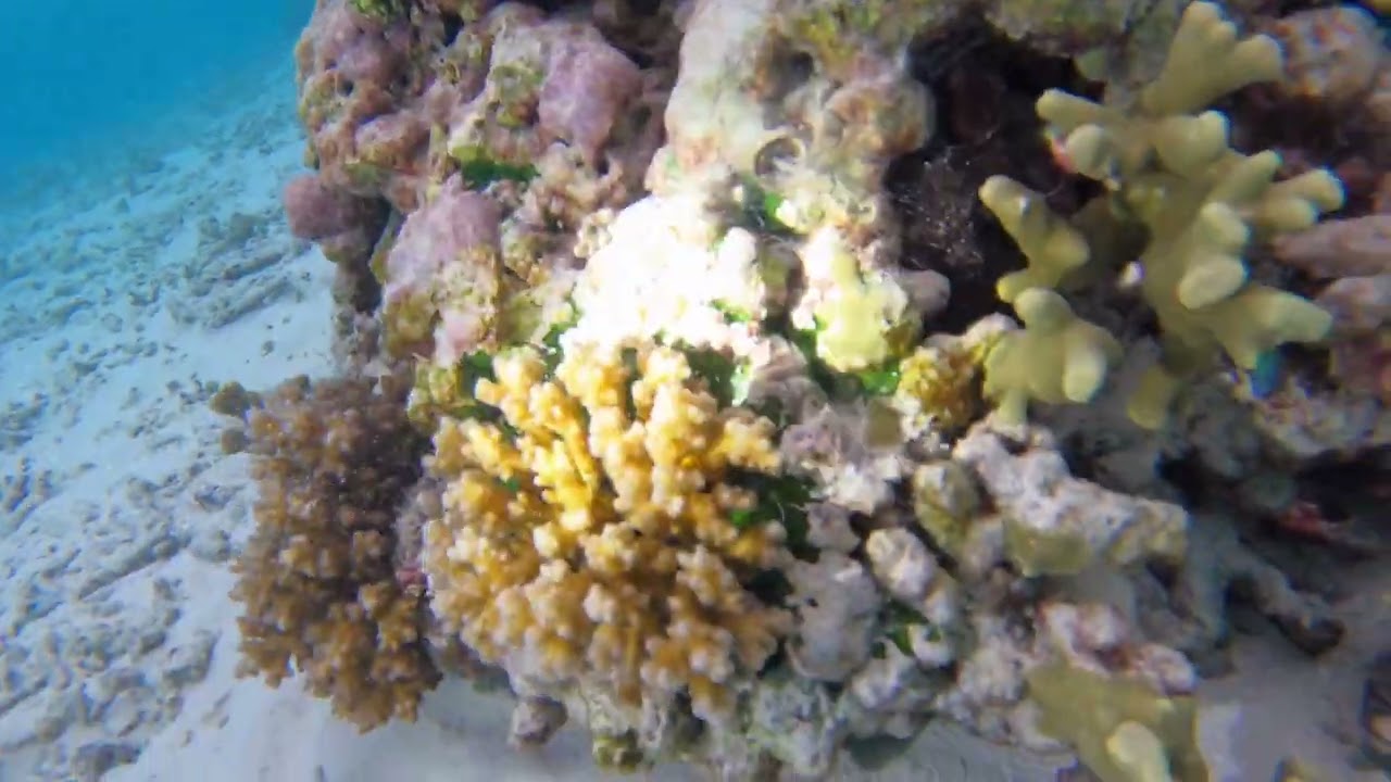 Snorkeling the Hideaway Resort Reef - Maldives