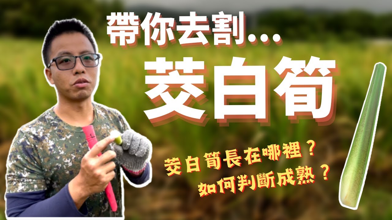 【茭白筍系列】茭白筍為什麼能長成茭白筍？筍肉長在哪裡？如何採收？宜蘭赤殼湧泉茭白筍（water bamboo）
