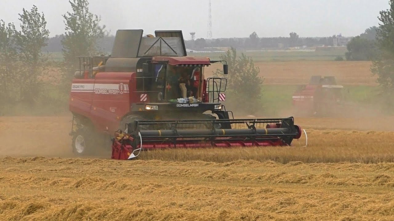 Уборка пшеницы, Гомсельмаш GS12a1 pro, Палессе GS12a1 pro, GS12, 2023