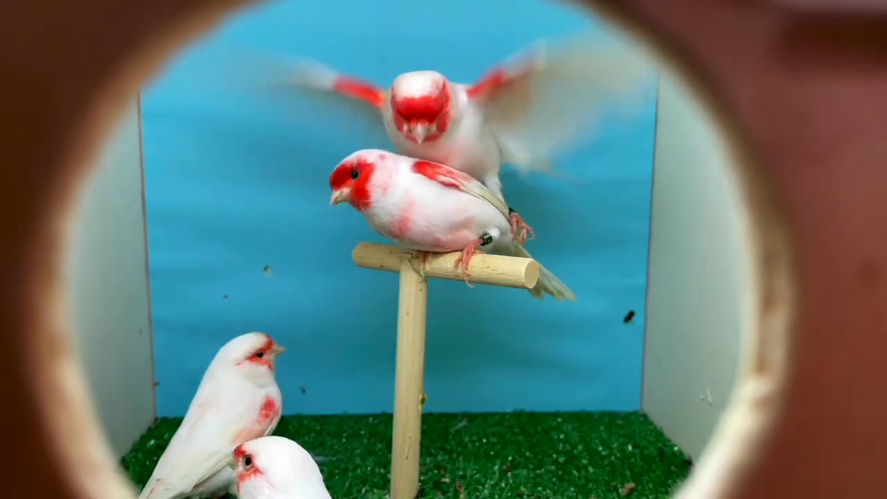 Nuevos Rojos Mosaicos