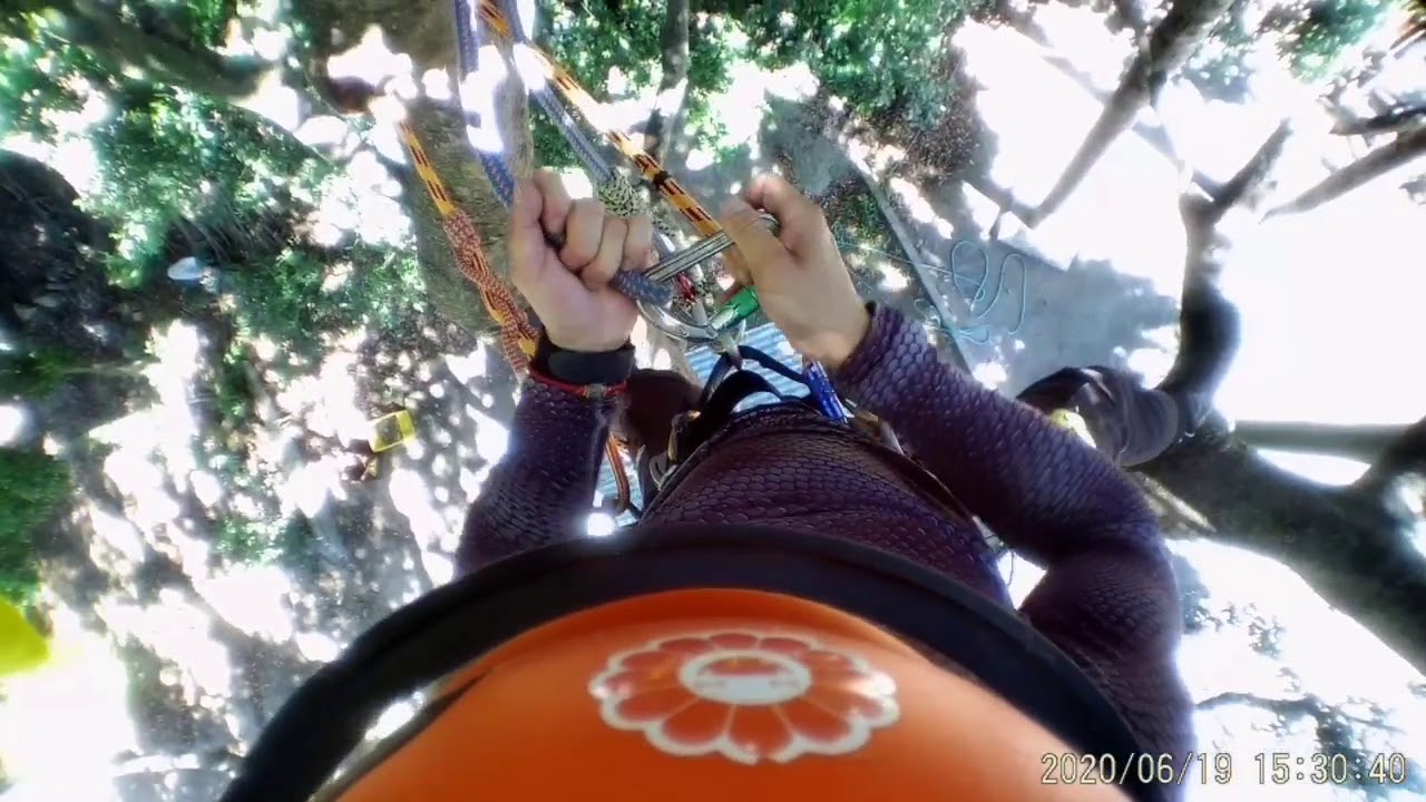 香港樹木學會攀樹練習Basic tree climbing
