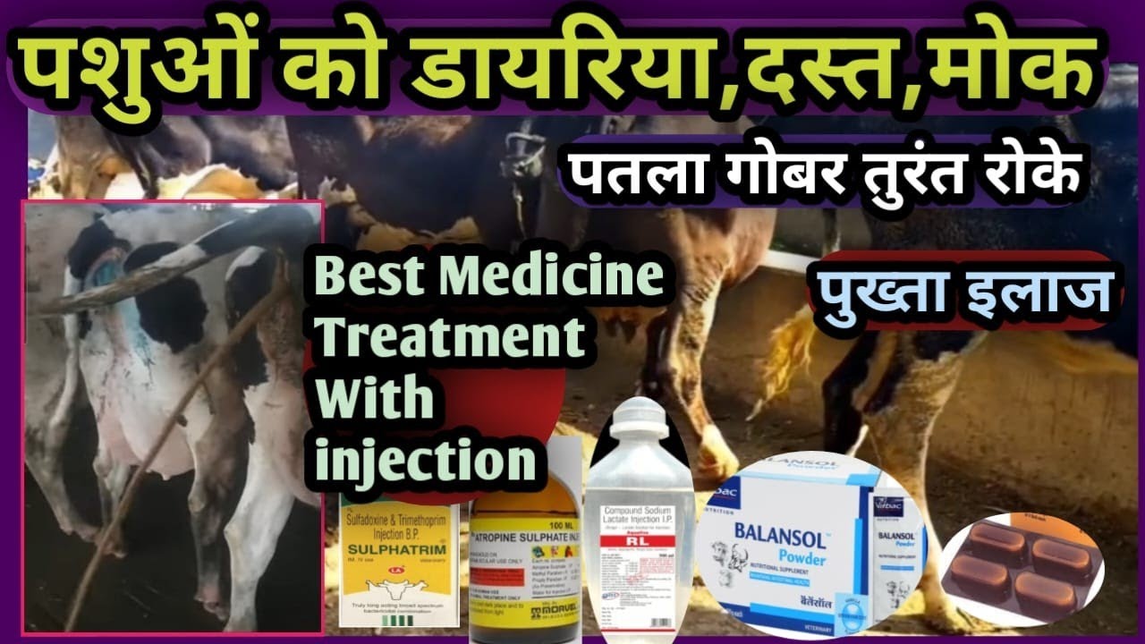 पशुओं को डायरिया,दस्त,मोक,पतला गोबर तुरंत रोके||पुख्ता इलाज||Best Medicine Treatment With injection
