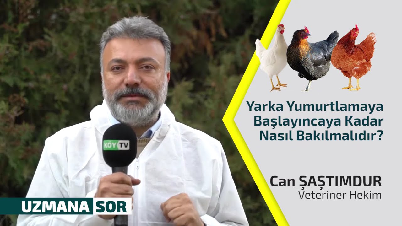 Yarka Yumurtlamaya Başlayıncaya Kadar Nasıl Bakılmalıdır?