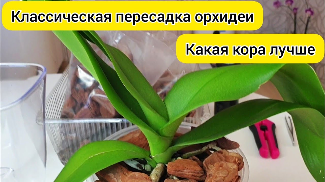 Классическая ПЕРЕСАДКА орхидеи в кору Хороший ГРУНТ для орхидей
