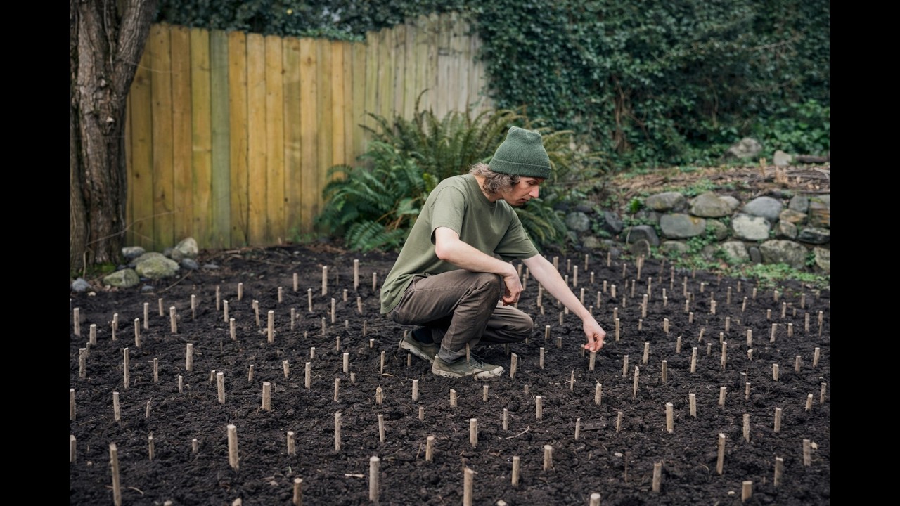 Make $4,000–$16,000 From 140 Sq Ft… Propagating Elderberry Cuttings