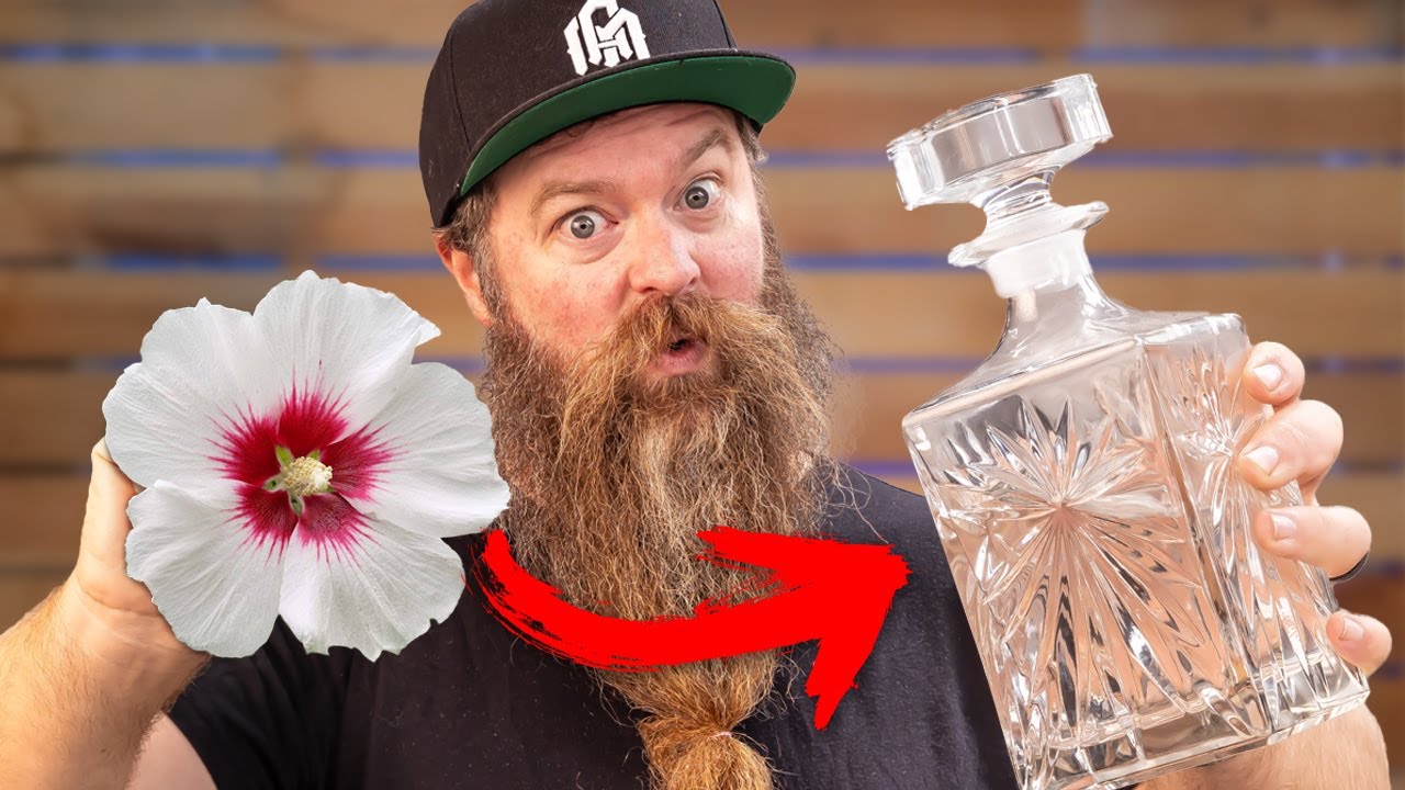 I Distilled Hibiscus Flowers . . . Delicious!