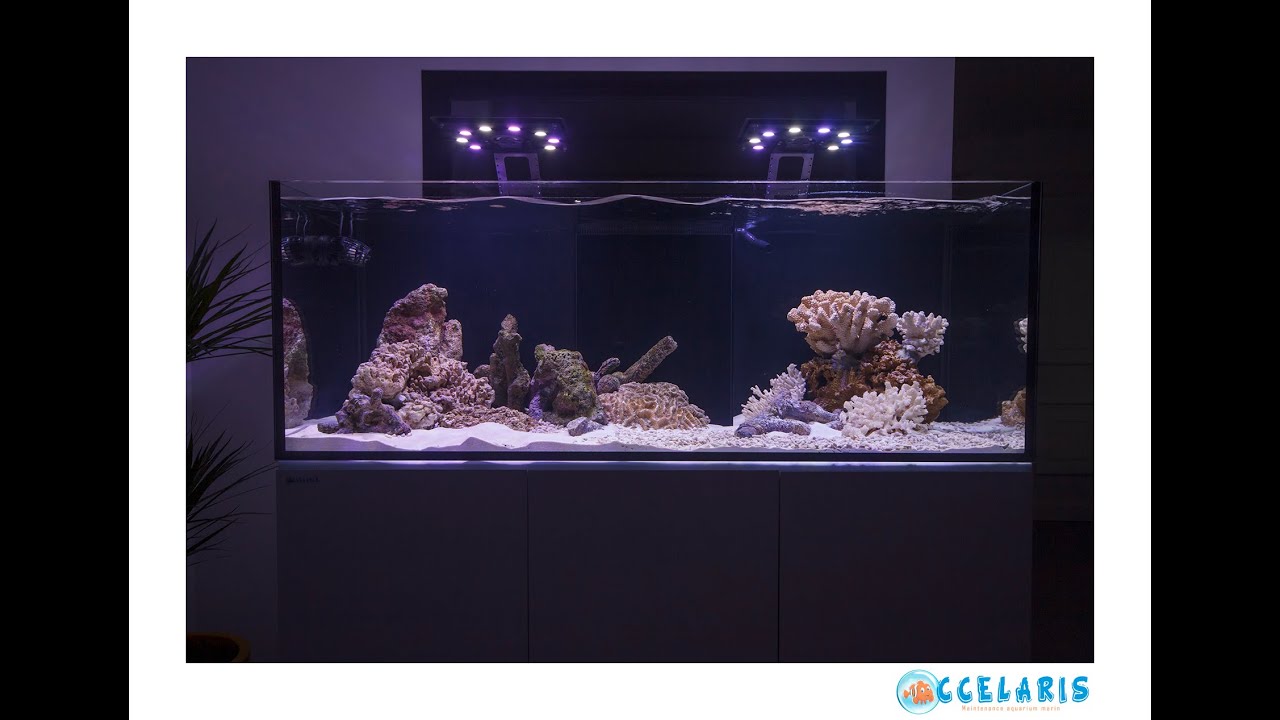 MISE EN EAU AQUARIUM AQUAMEDIC ARMATUS XD575 !!!