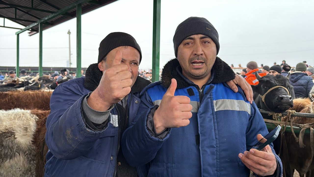Shahidon mol bozori semiz boqma va yosh buqalar narhlari 20.01.2026yil