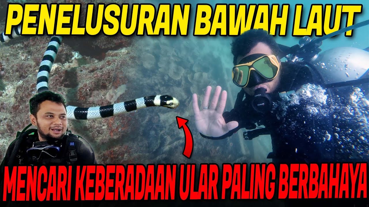 DEMI TEMUKAN ULAR LAUT BERBISA MEMATIKAN !! PANJI MENYELAM KE DASAR LAUT KOTA BONTANG