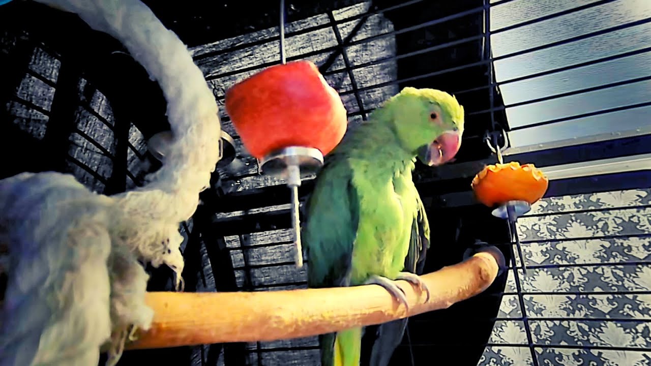 Kiwi Ringneck Parrot Plucking Feathers