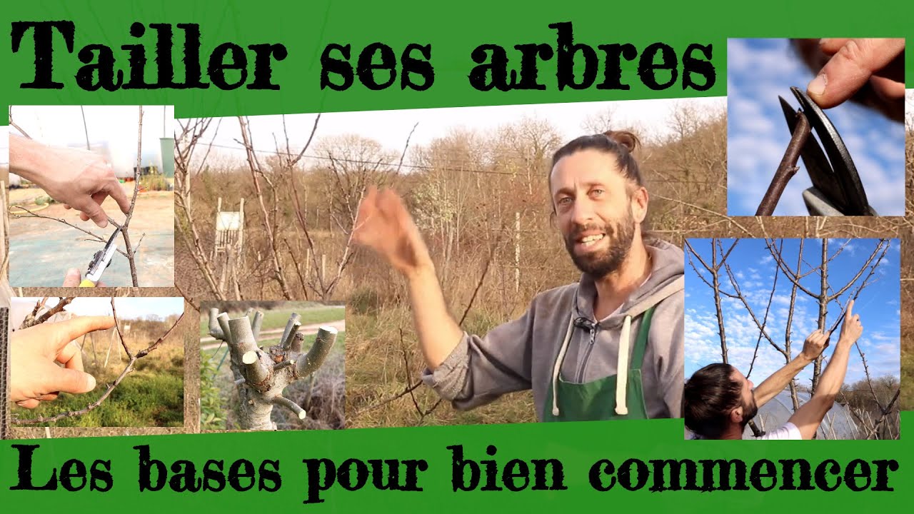 Tailler ses arbres. Toutes les bases pour bien commencer.