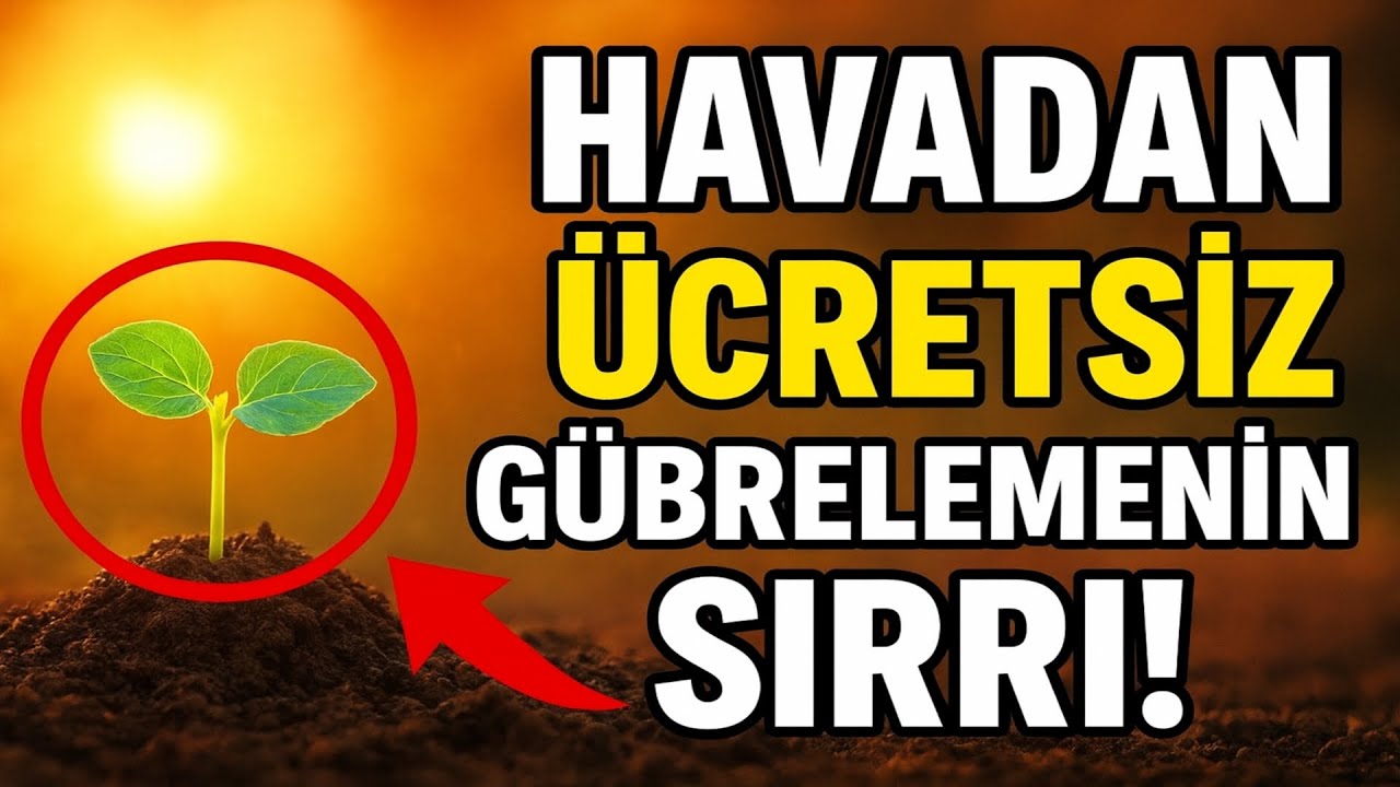 Havadan ücretsiz gübrelemenin sırrı! Tek yapmanız gereken, bunu sonbaharda ekmek!