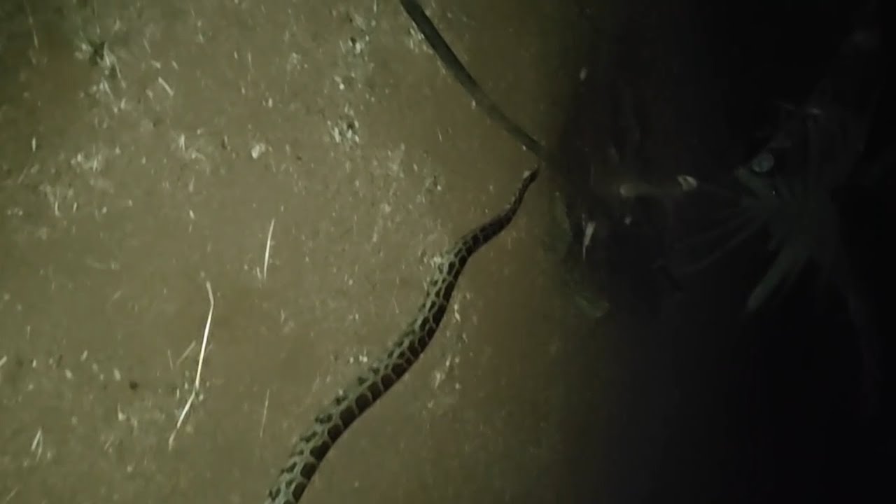 Python from Asgoli, Guhagar 