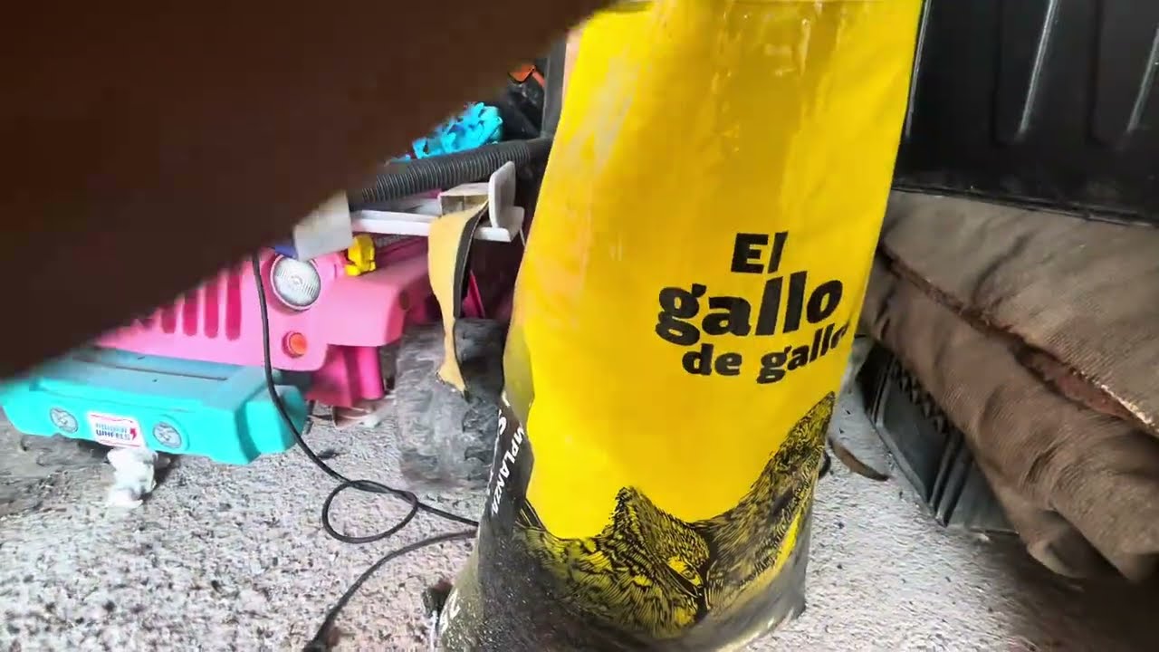 COMO ESTA CRECIENDO LA POLLADA 2026 