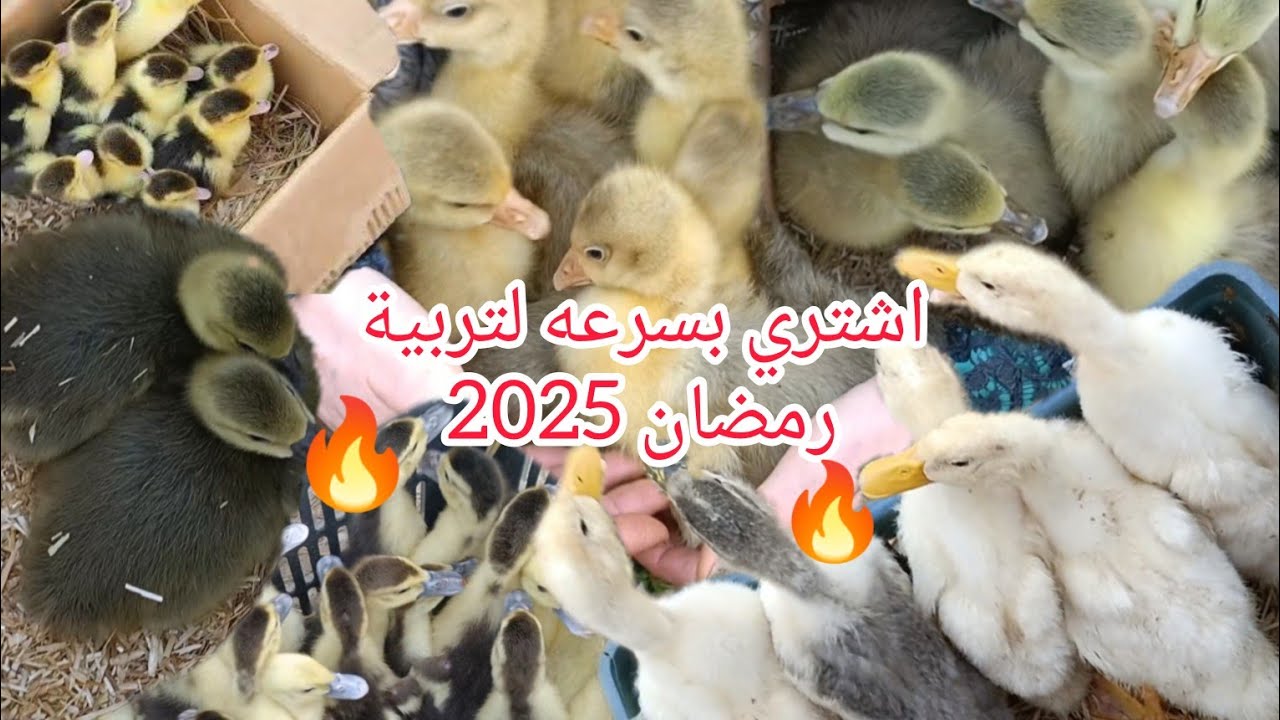هو سوق الطيور رايح بينا علي فين🤔😓و ياترى الاسعار هتنزل ولا هترتفع اكتر من كدا❗😭#جولة في سوق الطيور💫🔥
