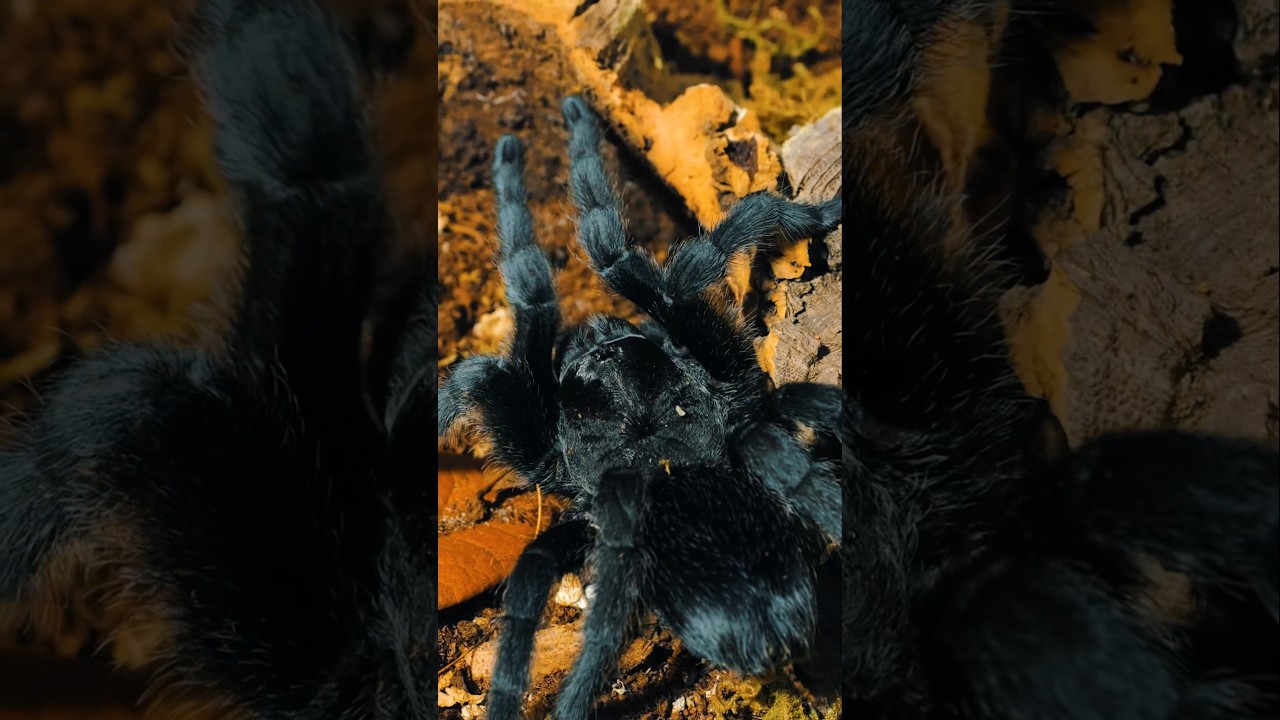 Brazilian Black Tarantula (Grammostola pulchra) 