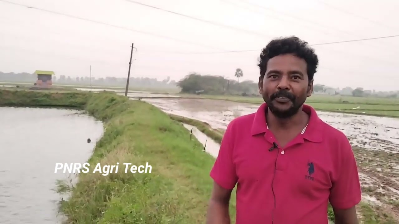 తెల్ల చేపల పెంపకం లో లాభాలు తీస్తానంటున్నారు.... #mahipalfisheries #fishing #agriculture 9391466115