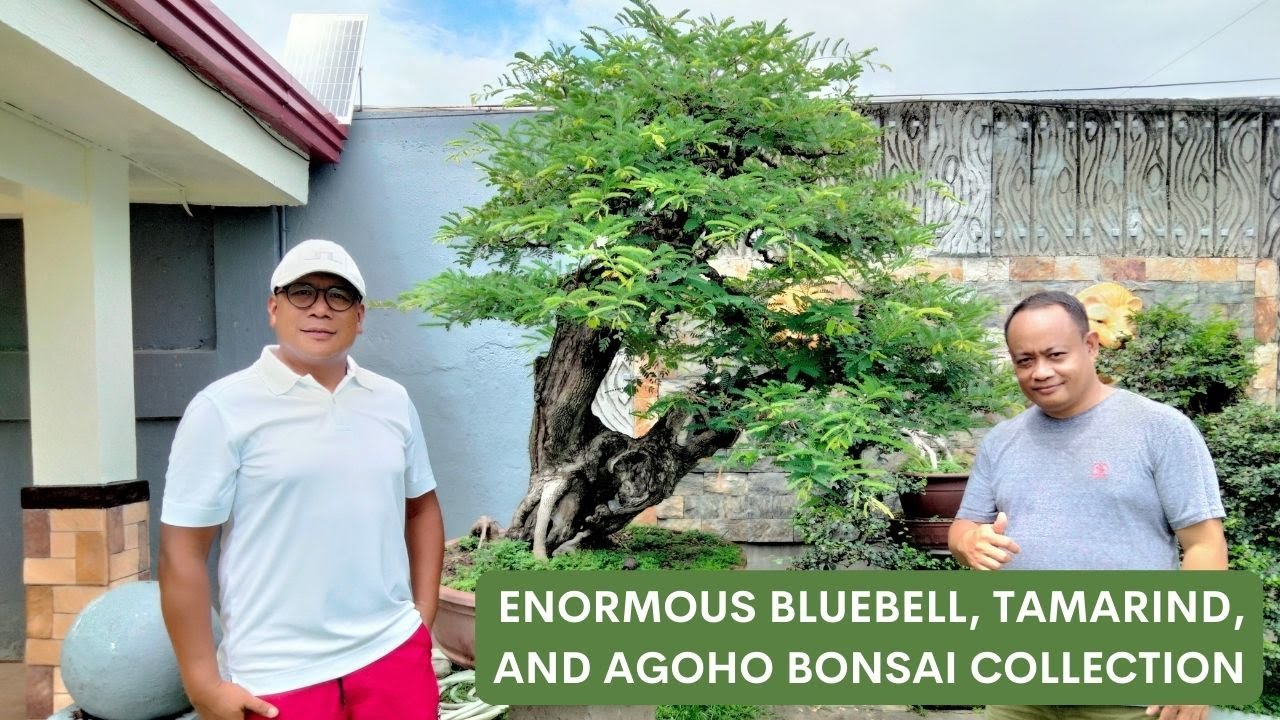 Bonsai Garden Visit #32 - At Doc. Tiger Jojo's Place (Part #2) [w/ English Subtitles]