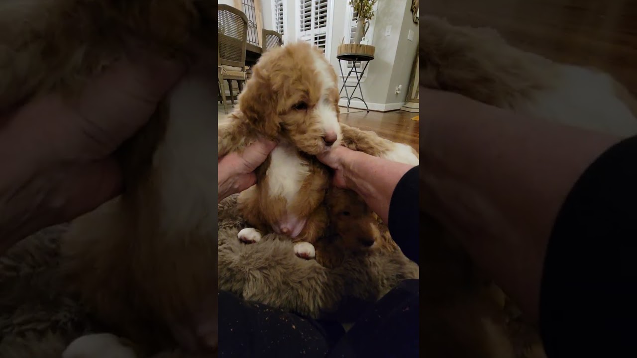 5 week pupdate- Elliannas boys