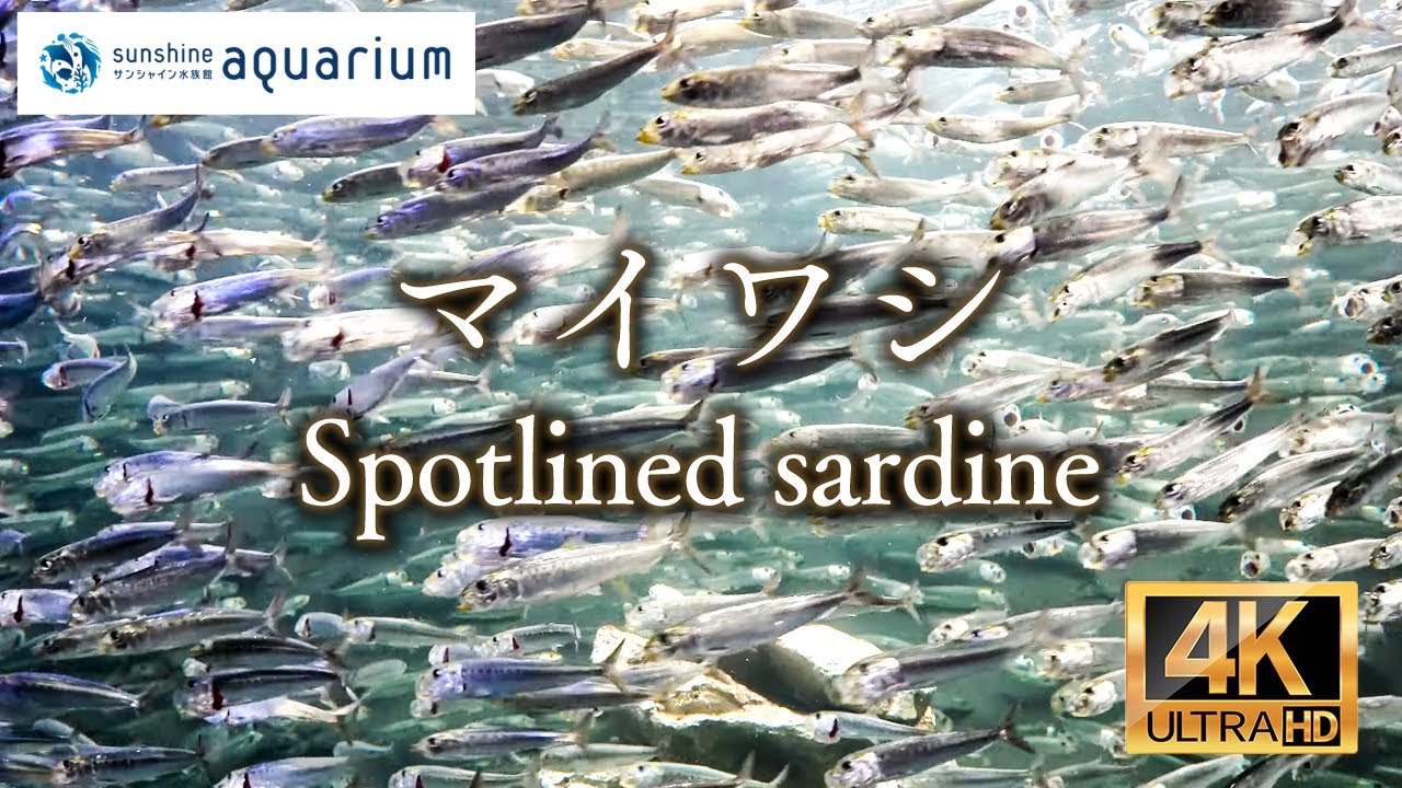 【4K】サンシャイン水族館のマイワシ ( Spotlined sardine Sunshine Aquarium Tokyo Japan )