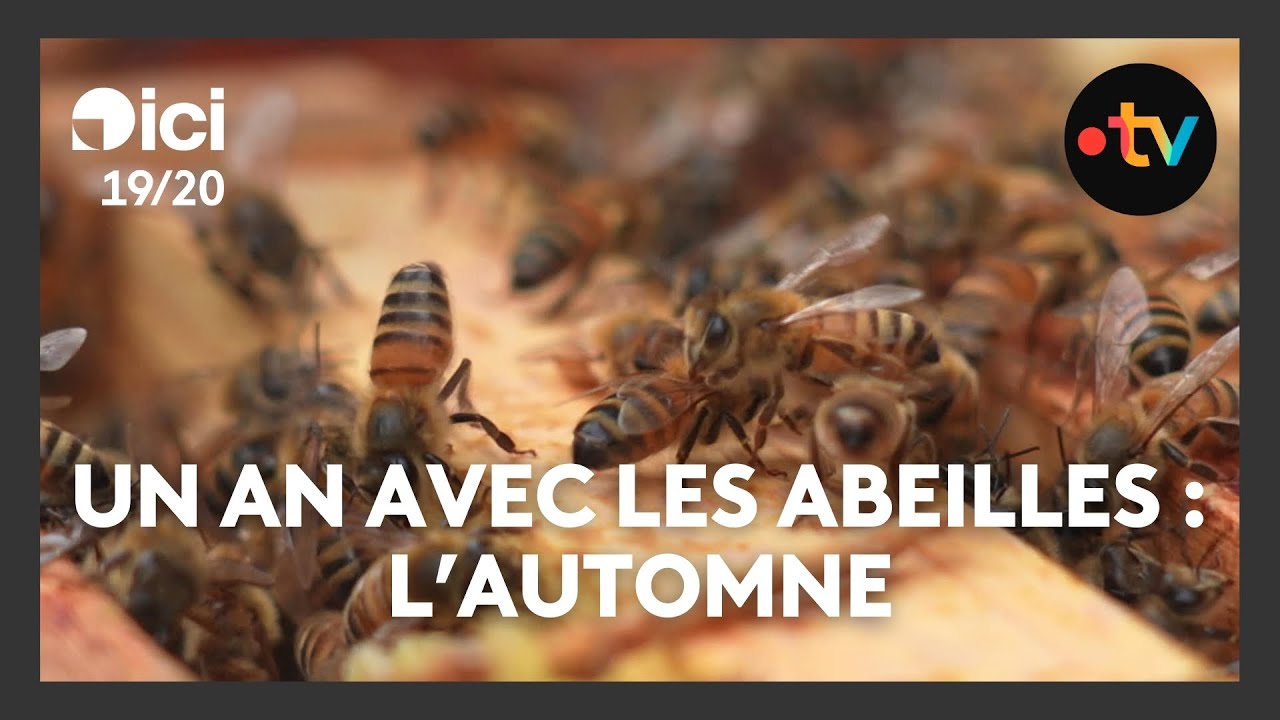 Une année avec les abeilles - Ep. 3/4 : en automne, multiplier les reines et traiter les parasites