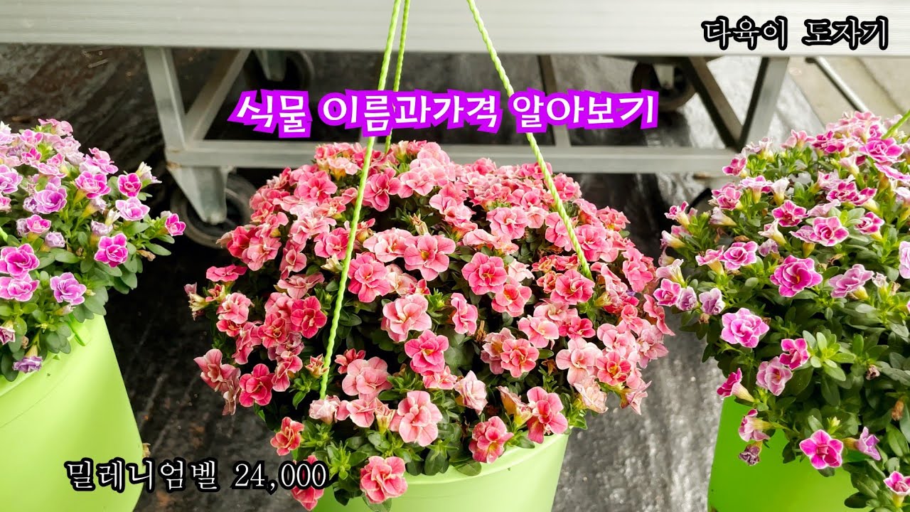 #남사화훼단지 화훼집하장 #공기정화식물 이름과가격 알아보기 #함박자스민 #샤프란 #국화등