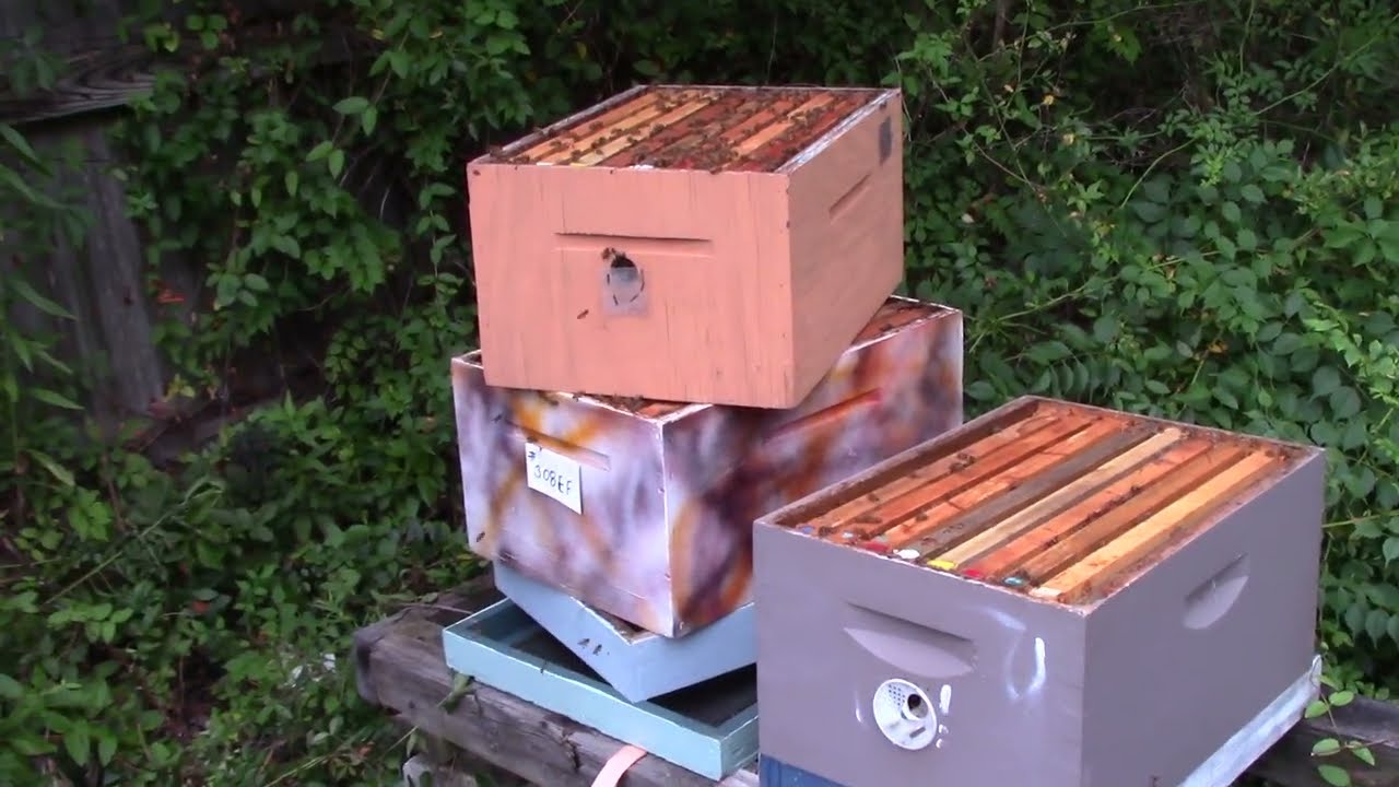 879 / My fault, a 3 deep 8 frame hive that is HONEY BOUND & what I am going to do to fix it //308 EF