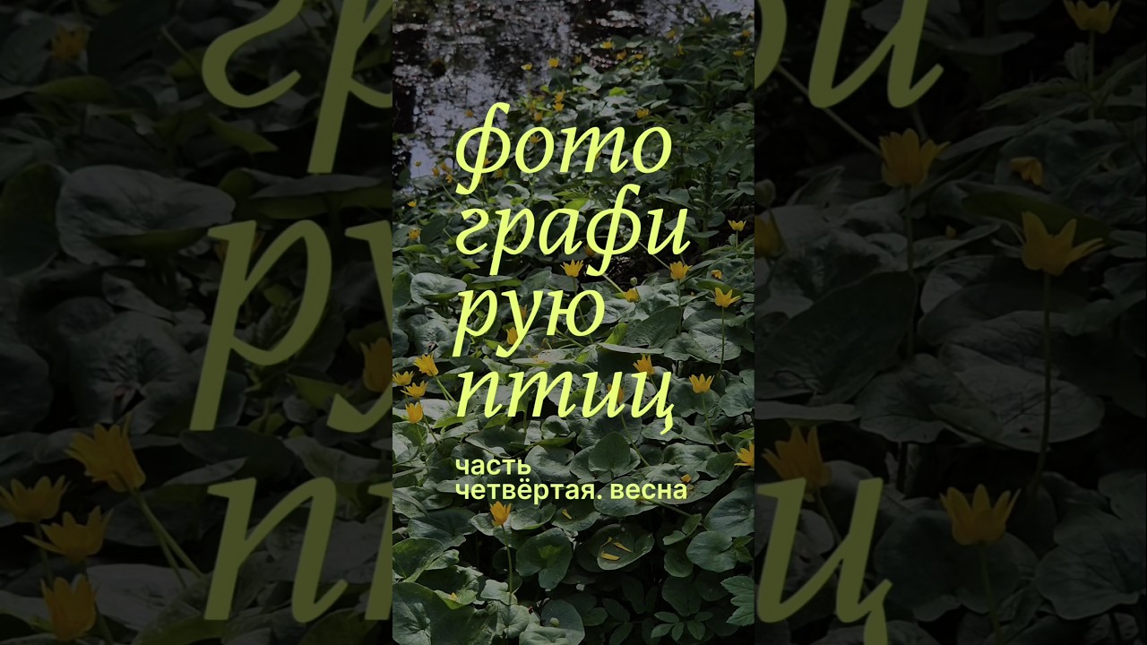 Фотографирую птиц в весеннем парке 📷🌱 #birds #birdphotography #birdwatching #birdlovers