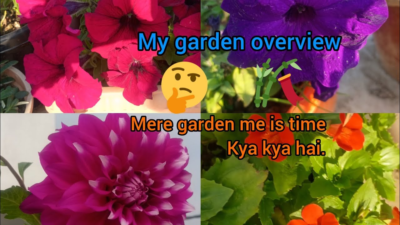 My garden overview.
