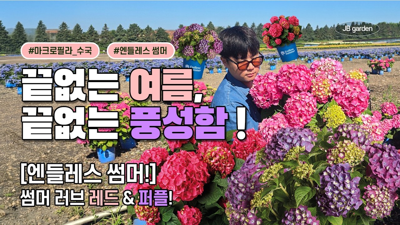 입고 완료 | 엔들레스 썸머! 끝없는 여름, 끝없는 풍성함의 극치! 색감부터 반짝거리는 여름 수국 🌟 썸머러브 레드, 썸머러브 퍼플을 소개합니다~!