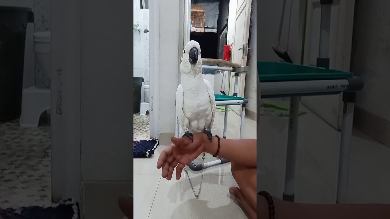 KAKATUA PINTAR DAN LUCU