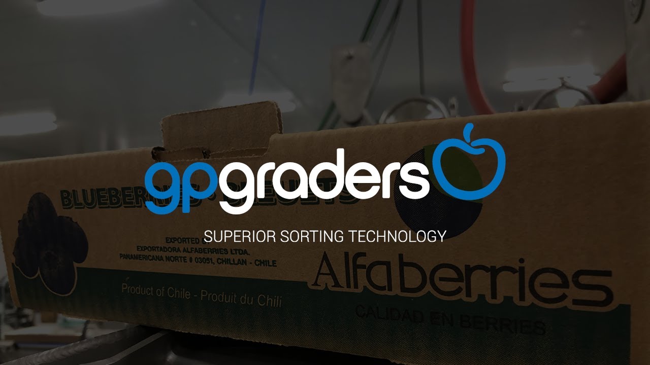 Alfaberries - Feature 2020