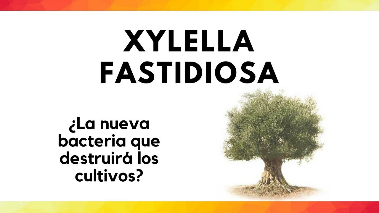 Xylella fastidiosa I ¿La nueva bacteria que destruirá los cultivos?